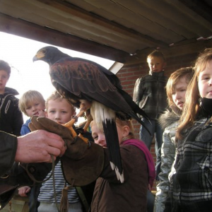 Roofvogel Valkerij