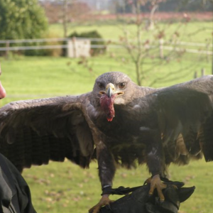 Roofvogel Valkerij