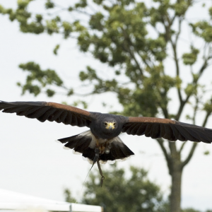 Roofvogel Valkerij