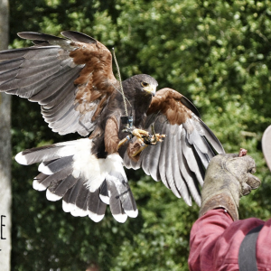 Roofvogel Valkerij