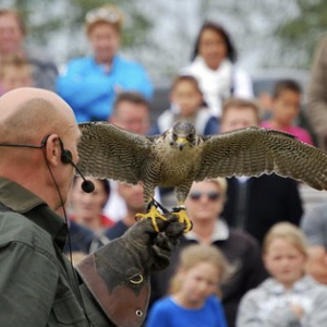 Roofvogel Valkerij