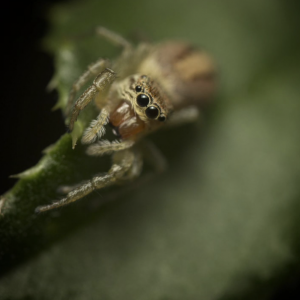 Spinnetjes